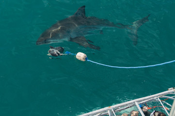 White Shark on Gaansbai, South Africa