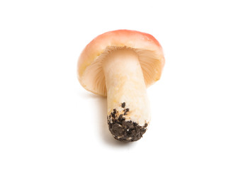mushrooms russula isolated