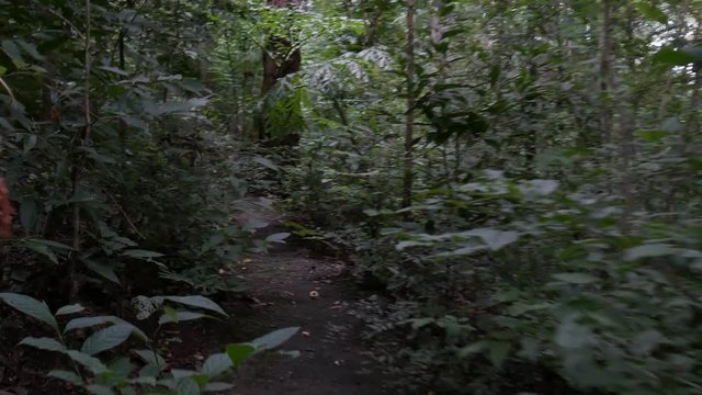 Narrow path in deep forest with subjective camera, dark atmosphere in jungle, hidden way in mysterious forest