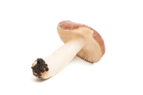 mushrooms russula isolated