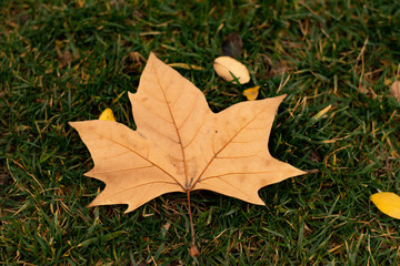 Hoja de otoño
