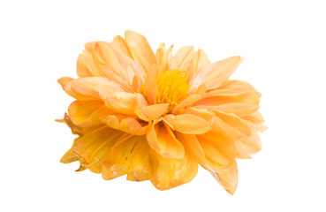 orange chrysanthemum isolated