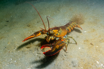 American Lobster Side View
