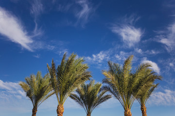 Beautiful green palm trees isolated at bright blue sky with fluffy white clouds. Horizontal color photography.