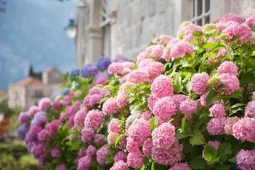 Tuinposter Bloeiende bloemen hortensia zijn roze, blauw, lila, violet, paars in de lente en zomer bij zonsondergang in de stadstuin. © Marina April