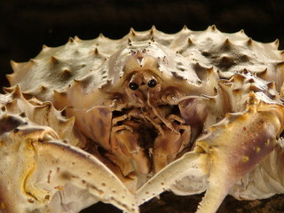 Japanische Riesenkrabbe