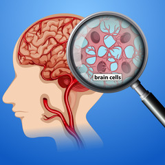 Human Brain Cells Anatomy