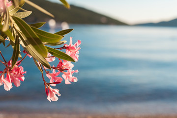Beautiful pink oleander flowers are blooming on blurred background of sea, mountains, blue waves...