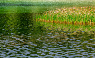 Southern cattails (Typha domingensis) in a green lake - Topeekeegee Yugnee (TY) Park, Hollywood, Florida, USA