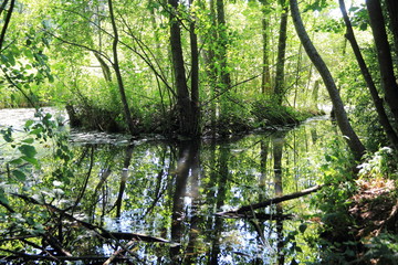 Petite Camargue alsacienne