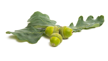 green acorns isolated