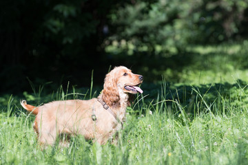 English cocker spaniel puppy six month