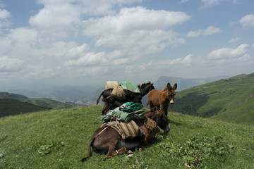 ослы отдыхают на вершине горы  donkeys resting on top of the mountain Caucasus