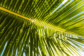 Palm trees against blue sky, Palm trees at tropical coast, coconut tree. Summer time photo. Holidays.