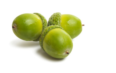 green acorns isolated
