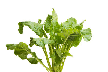 sugar beet with leaves isolated