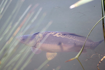 рыба плавает в пруду  fish swims in the pond