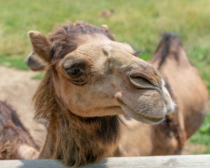 Fototapeta premium Portrait of a Camel
