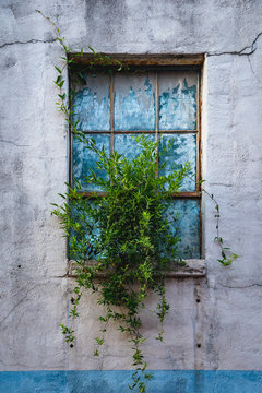 Plant in a Window