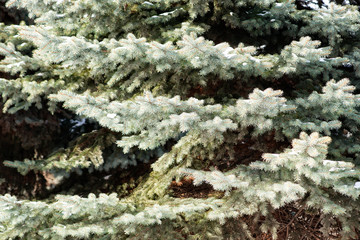 Blue or Engelmann spruce tree