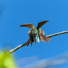 Broad-tailed Hummingbird - A rear low-angle view of a male Broad-tailed Hummingbird displaying its colorful plumage on a branch of a tall shrub. Rocky Mountain National Park, Colorado, USA. 