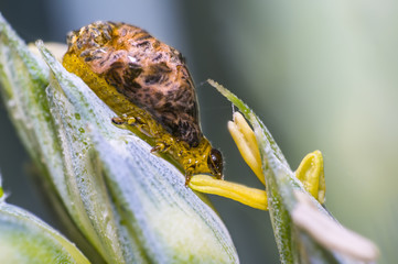 Thick grain pest caterpillar plague on wheat stalk