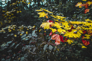 background of autumn colored leaves