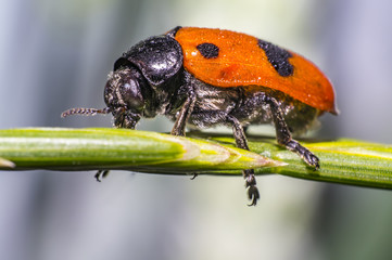ants bag beetle on a blade of grass in the meadow
