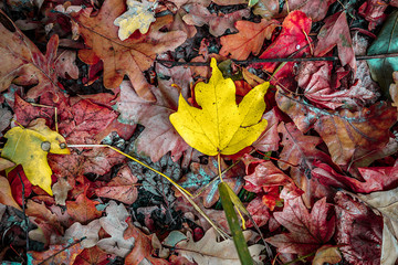 background of autumn colored leaves