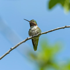 Mountain Hummingbird - A front close-up view of a cute male Broad-tailed Hummingbird perching on a branch of a tall shrub. Rocky Mountain National Park, Colorado, USA. 