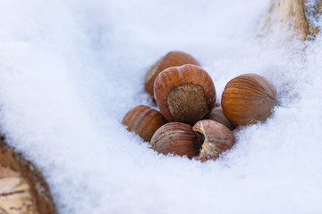 Hazelnuts in a snow