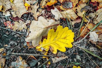 background of autumn colored leaves