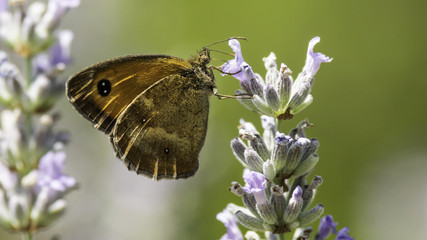 Insectes du Marais de Montfort - Isère.