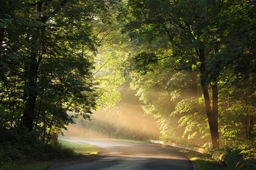 Country road through the forest during the sunrise