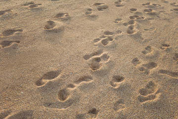 Fototapeta na wymiar Many human footprints in sand of Red sea beach in morning soft sunlight. Horizontal color image.