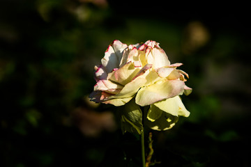 Side view of a sunlit yellow rose flower