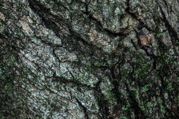Close up shot of a big tree trunk in Knoxville, Tennessee