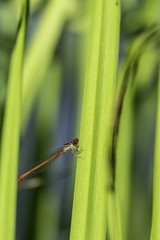 Insectes du Marais de Montfort - Isère.