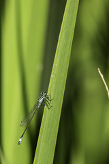 Insectes du Marais de Montfort - Isère.