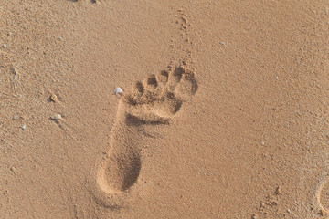 Fototapeta na wymiar One human footprint in sand of summer sandy beach in morning soft sunlight. Horizontal color image.