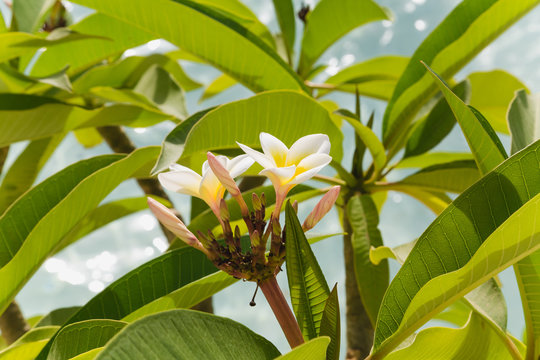 Beautiful white and yellow flowers and green leaves of plumeria tree isolated at blurry blue water of swimming pool background. Horizontal color photo.