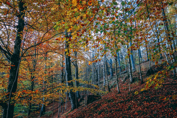 Autumn forest