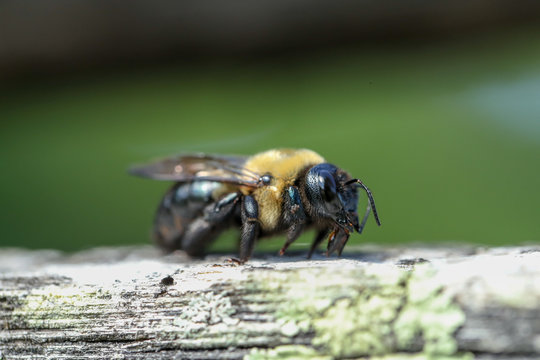 Native bee side profile on fence post