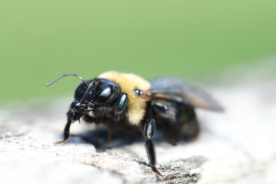 Native bee on fence post