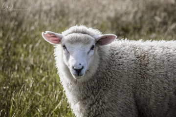 Obraz premium Baa Baa