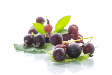 black currant branch isolated