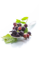 black currant branch isolated