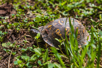 A turtle waking into woods in Tennessee