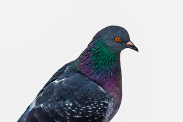 Partial view of a blue rock pigeon