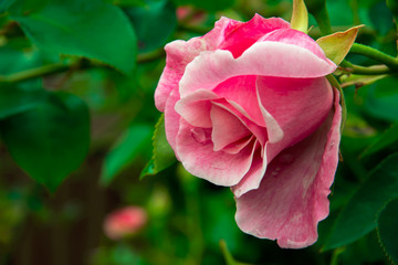 Pink rose bud in garden